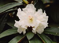 R.taliense